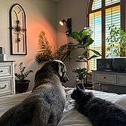Simba joined the competition — help win amazing prizes! dog, cat, pets, animal, bed, bedroom, indoors, home, cozy, sunlight, window, plants, houseplant, furniture, dresser, decor, portrait, companionship, relaxed, fluffy