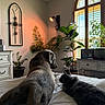 dog, cat, pets, animal, bed, bedroom, indoors, home, cozy, sunlight, window, plants, houseplant, furniture, dresser, decor, portrait, companionship, relaxed, fluffy