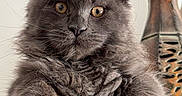 Simba is registered to the contest to win money with this photo: cat, kitten, gray_fur, fluffy, long_hair, large_ears, amber_eyes, whiskers, paws, portrait, close_up, indoor, home, ledge, lamp, decorative_lamp, alert, cute, animal, pet