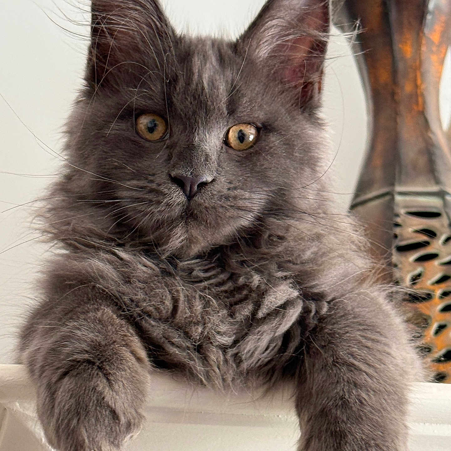 Simba