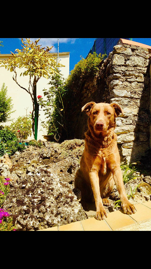 Jasko participe au concours pour gagner de l'argent avec cette photo : adventure, canidae, carnivore, dog, dog_breed, fawn, flower, golden_retriever, labrador_retriever, mammal, photography, plant, retriever, rock, sporting_group, tree