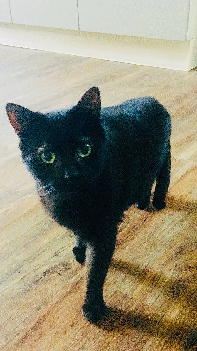 Nocturne participe au concours pour gagner de l'argent avec cette photo : asian, black, black_cat, bombay, burmese, carnivore, cat, domestic_short_haired_cat, eye, felidae, floor, fur, havana_brown, korat, mammal, small_to_medium_sized_cats, snout, tail, vertebrate, whiskers