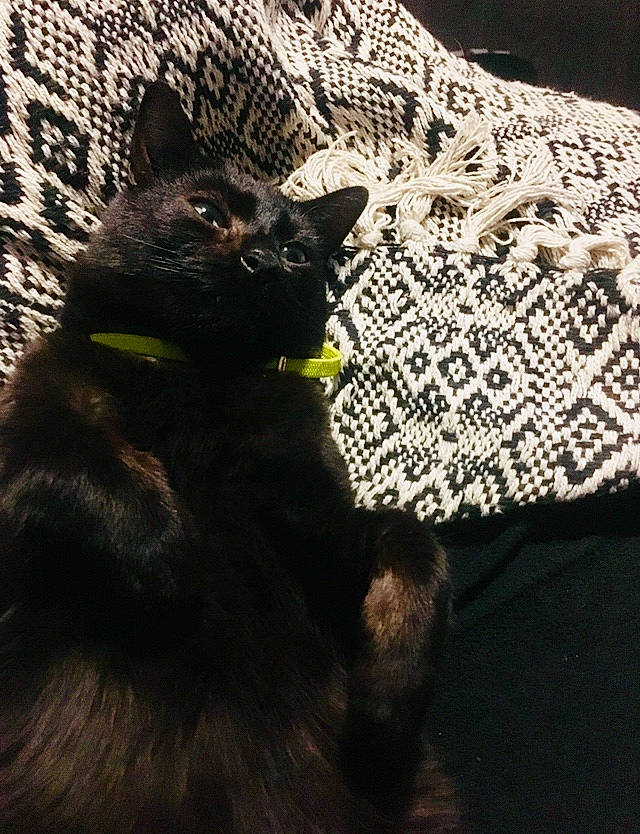 Nocturne a rejoint le concours — aidez-le/la à gagner de superbes lots ! american_shorthair, asian, black, black_cat, british_shorthair, carnivore, cat, domestic_short_haired_cat, ear, european_shorthair, felidae, fur, kitten, small_to_medium_sized_cats, tail, textile, whiskers