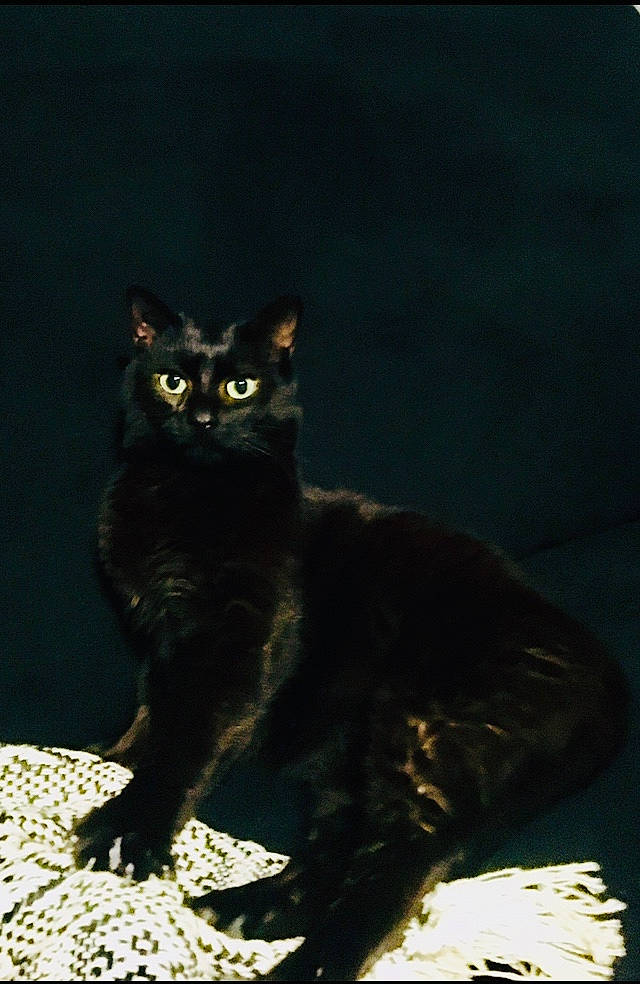 Nocturne a rejoint le concours — aidez-le/la à gagner de superbes lots ! asian, black, black_cat, bombay, carnivore, cat, domestic_short_haired_cat, eye, felidae, fur, mammal, organism, small_to_medium_sized_cats, tail, vertebrate, whiskers, wildlife