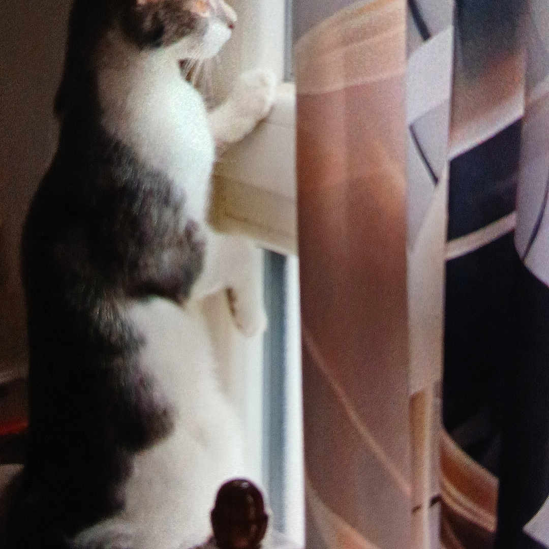 Athéna a rejoint le concours — aidez-le/la à gagner de superbes lots ! cat, chair, curious, curtain, daylight, feline, furniture, gray, home, indoor, looking_out, paw, peaceful, pet, quiet, sitting, soft_light, white, window, wood