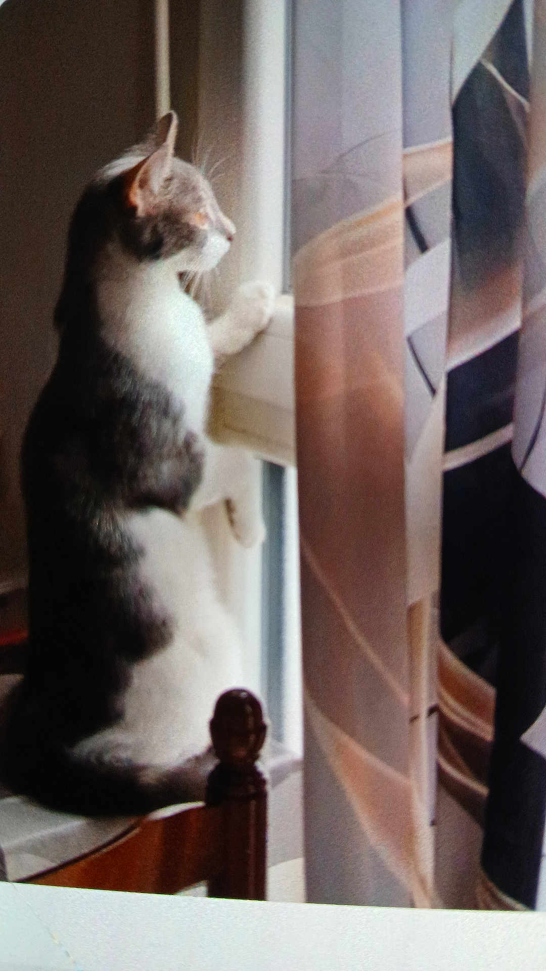 Athéna a rejoint le concours — aidez-le/la à gagner de superbes lots ! cat, chair, window, curtain, indoor, pet, feline, looking_out, sitting, white, gray, paw, wood, furniture, home, curious, daylight, soft_light, quiet, peaceful