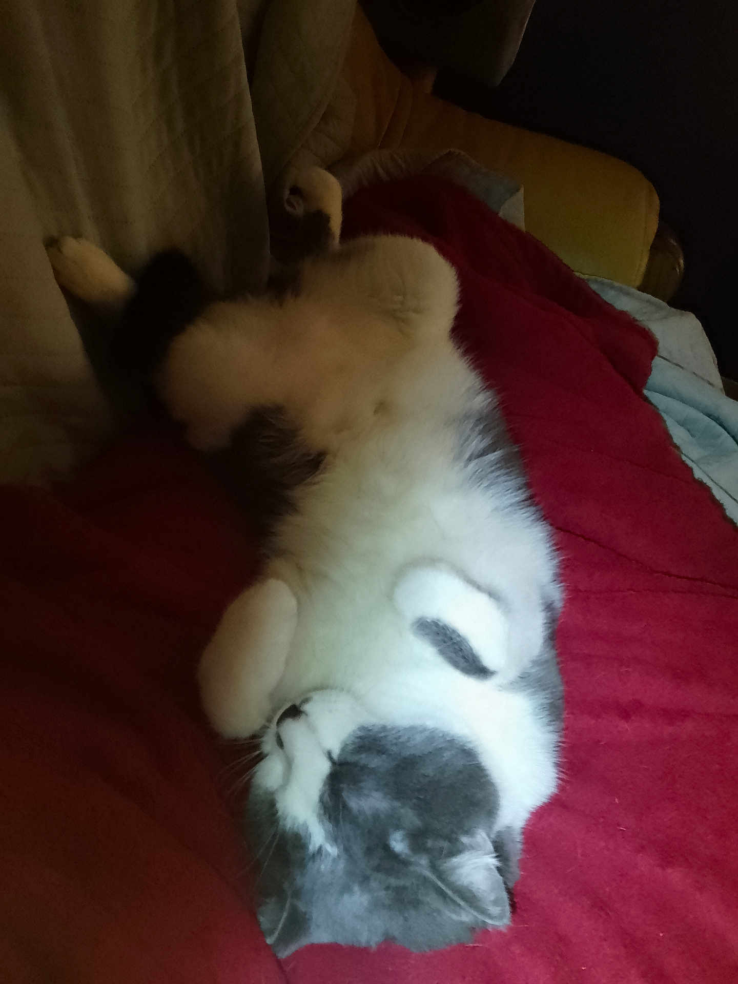 Jumper participe au concours pour gagner de l'argent avec cette photo : cat, sleeping, relaxed, fluffy, gray, white, indoor, blanket, couch, pet, feline, cozy, resting, fur, animal, home, comfort, cute, whiskers, paw