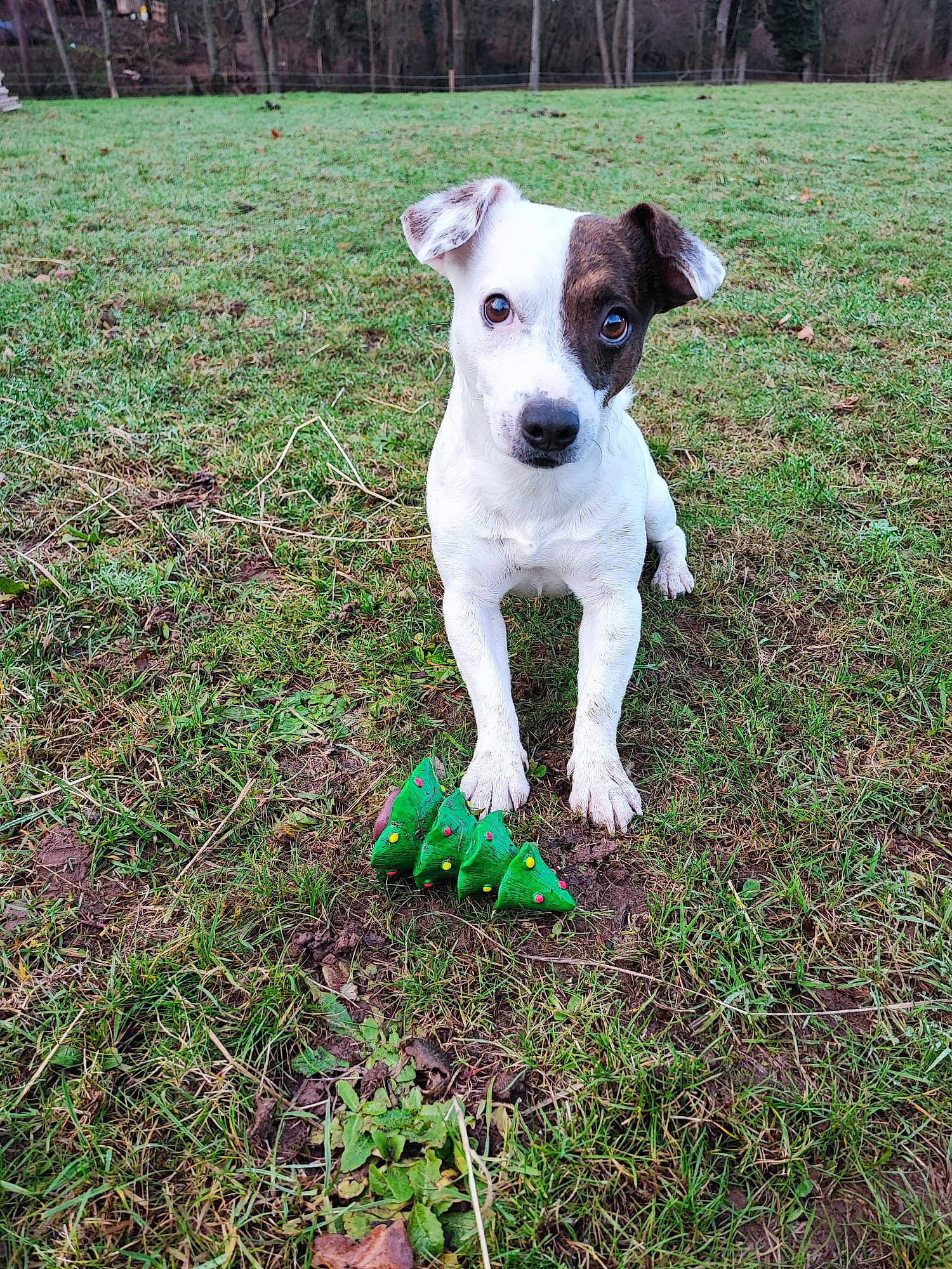 Louky participe au concours pour gagner de l'argent avec cette photo : canidae, carnivore, collar, companion_dog, dog, dog_breed, fawn, grass, grassland, groundcover, lawn, pasture, pet_supply, plant, sporting_group, tail, terrestrial_animal, terrier, tree, working_animal