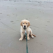 Artchie a rejoint le concours — aidez-le/la à gagner de superbes lots ! puppy, golden_retriever, dog, beach, sand, leash, sitting, outdoor, footprints, grass, dunes, young_dog, pet, nature, animal, cute, calm, daytime, collar, canine