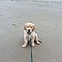 puppy, golden_retriever, dog, beach, sand, leash, sitting, outdoor, footprints, grass, dunes, young_dog, pet, nature, animal, cute, calm, daytime, collar, canine