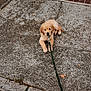 puppy, dog, golden_retriever, leash, sidewalk, concrete, outdoor, pet, animal, young_dog, laying, brown_fur, curious, waiting, street, walk, cute, small, canine, daytime