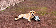 Artchie a rejoint le concours — aidez-le/la à gagner de superbes lots ! dog, golden_retriever, puppy, soccer_ball, playing, outdoor, courtyard, brick_building, windows, archway, stone, grass, ground, pet, animal, happy, lying_down, daylight, nature, fun