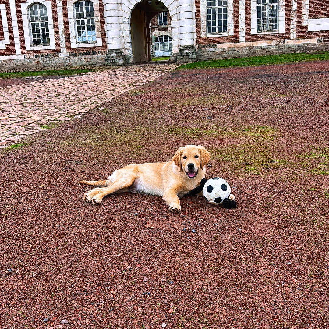 Artchie a rejoint le concours — aidez-le/la à gagner de superbes lots ! animal, archway, brick_building, courtyard, daylight, dog, fun, golden_retriever, grass, ground, happy, lying_down, nature, outdoor, pet, playing, puppy, soccer_ball, stone, windows