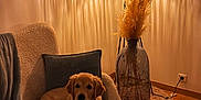 Artchie participe au concours pour gagner de l'argent avec cette photo : armchair, artwork, blanket, cozy, cushion, decor, dog, furniture, golden_retriever, interior, lamp, living_room, pampas_grass, puppy, relaxing, rug, vase, wall, warm_lighting, wooden_floor