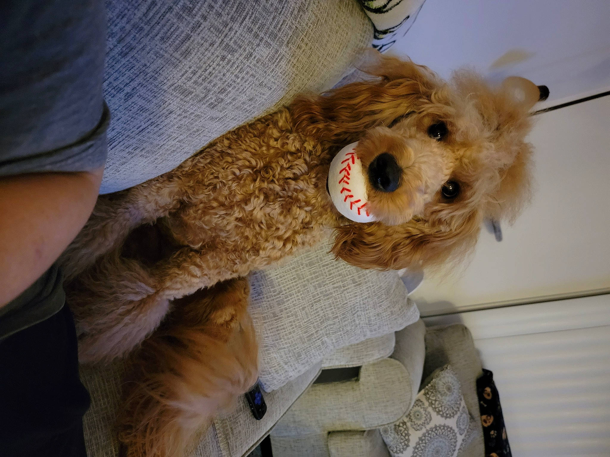 Linc is registered to the contest to win money with this photo: canidae, carnivore, companion_dog, dog, dog_breed, dog_clothes, eyewear, fawn, fur, glasses, plush, snout, sporting_group, stuffed_toy, sunglasses, teddy_bear, terrier, toy, toy_dog, wool