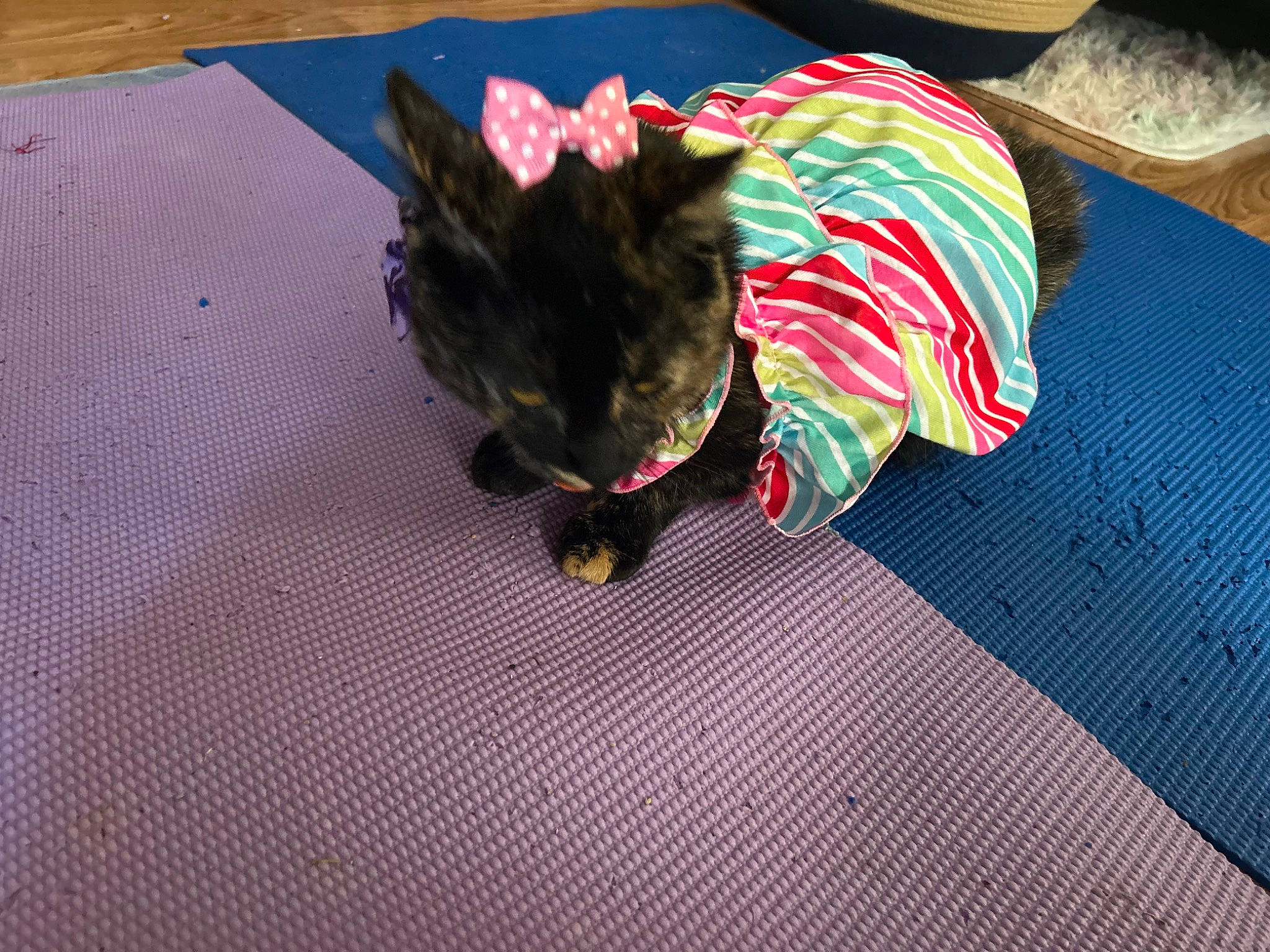 Nala is registered to the contest to win money with this photo: canidae, carmine, carnivore, cat, creative_arts, dog_breed, fashion_accessory, felidae, floor, flooring, fur, hardwood, linens, pattern, room, small_to_medium_sized_cats, sporting_group, tail, whiskers, wood