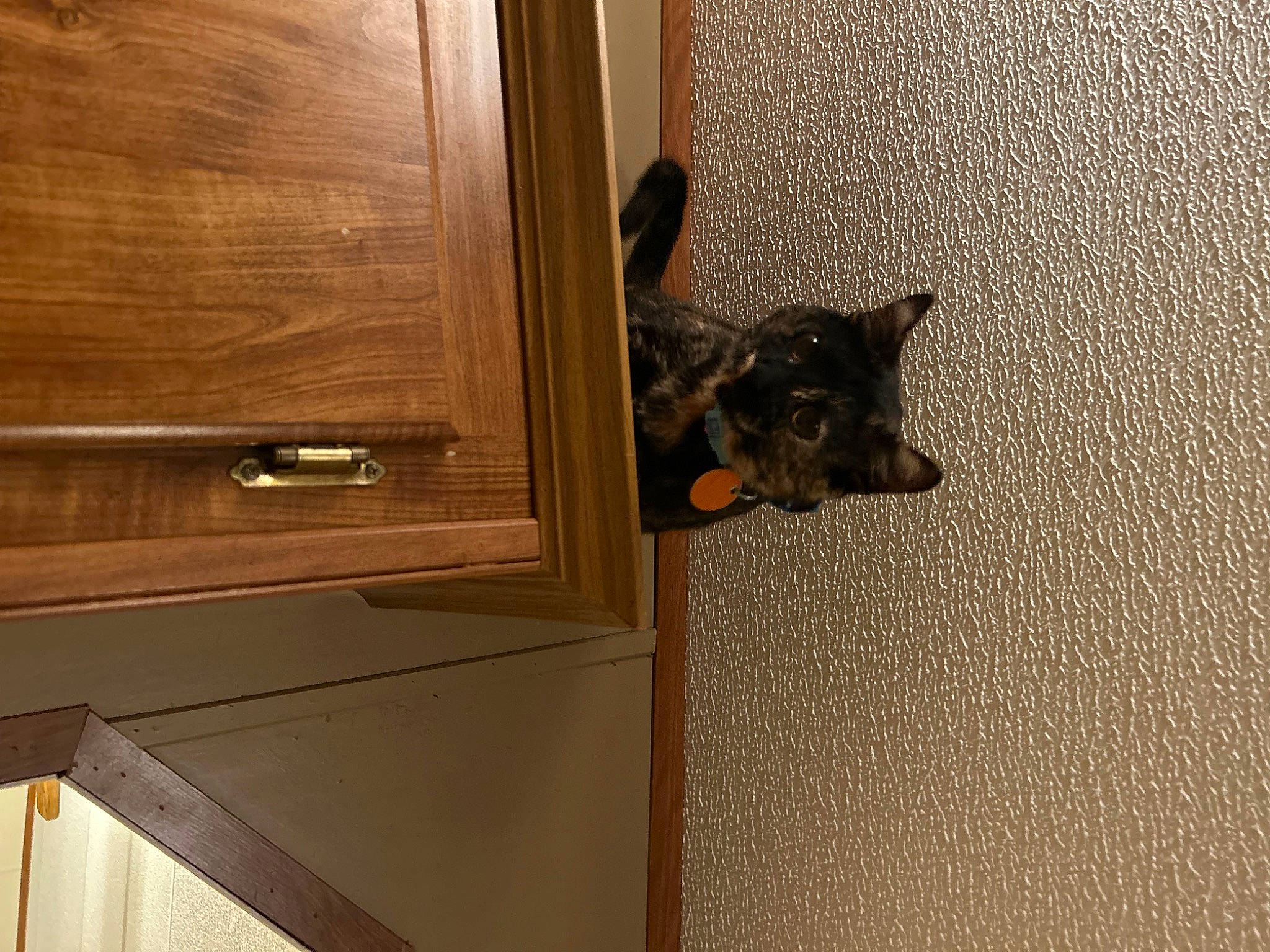 Nala joined the competition — help win amazing prizes! brown, carnivore, dog, dog_breed, door, door_handle, felidae, fixture, floor, flooring, grey, handle, hardwood, home_door, tail, varnish, wall, window, wood, wood_stain