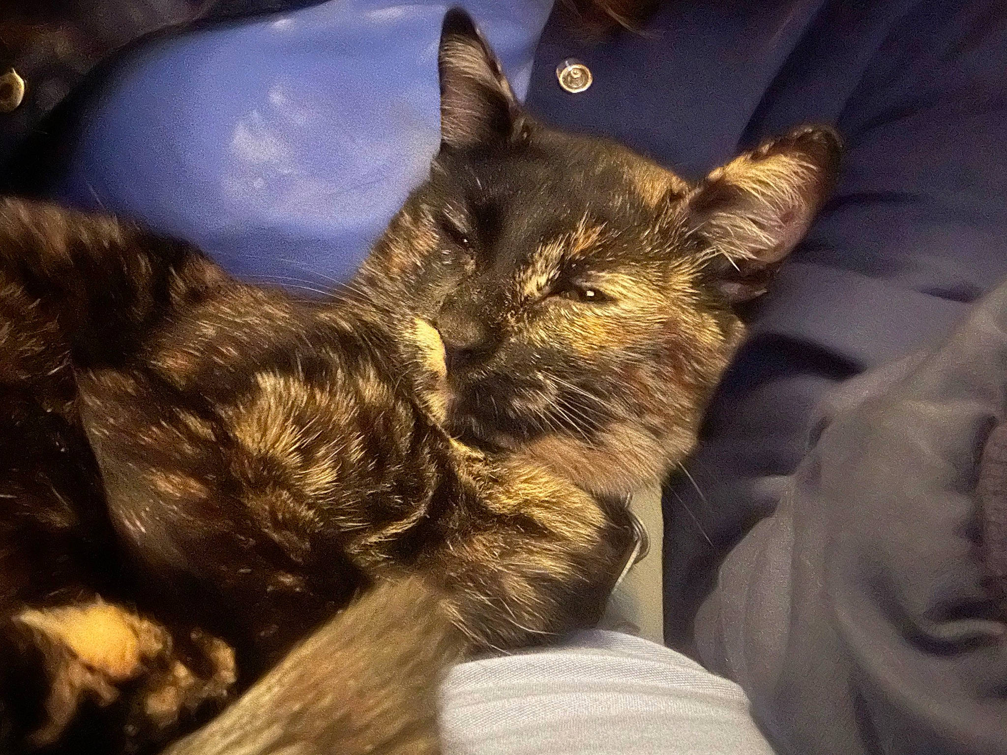 Nala joined the competition — help win amazing prizes! carnivore, cat, claw, cloud, comfort, dog_breed, domestic_short_haired_cat, felidae, fur, gesture, human_leg, lap, paw, sky, small_to_medium_sized_cats, snout, sporting_group, tail, tree, whiskers