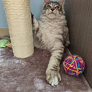 Actarus participe au concours pour gagner de l'argent avec cette photo : animal, cat, cozy, cute, ears, feline, fluffy, fur, home, indoor, mat, paw, pet, playful, relaxed, scratching_post, stretching, toy, whiskers, yarn_ball