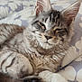 Actarus participe au concours pour gagner de l'argent avec cette photo : cat, tabby, fluffy, paw, sleepy, closeup, bed, indoor, relaxed, feline, whiskers, ears, cute, animal, pet, soft, comfort, resting, fur, domestic_cat