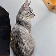 Actarus a rejoint le concours — aidez-le/la à gagner de superbes lots ! cat, gray_cat, tabby, fluffy, sitting, windowsill, indoor, natural_light, profile, pet, feline, fur, looking_outside, calm, domestic_animal, animal, whiskers, ears, tail, window