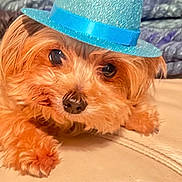 Sammy joined the competition — help win amazing prizes! dog, small_dog, blue_hat, cute, pet, fur, lying_down, closeup, indoor, bedspread, beige_surface, cozy, adorable, animal, face, ears, snout, black_nose, expressive_eyes, fluffy