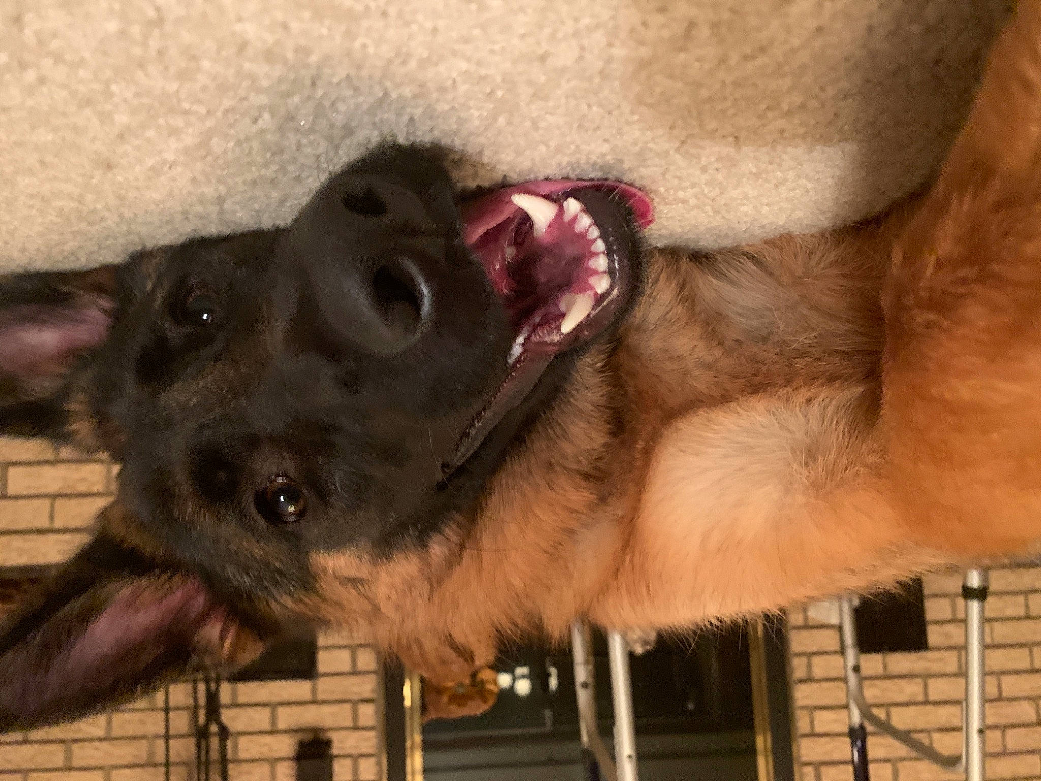 Indra joined the competition — help win amazing prizes! canidae, carnivore, collar, companion_dog, dog, dog_breed, fawn, flesh, fur, jaw, liver, natural_material, pet_supply, snout, sporting_group, working_animal