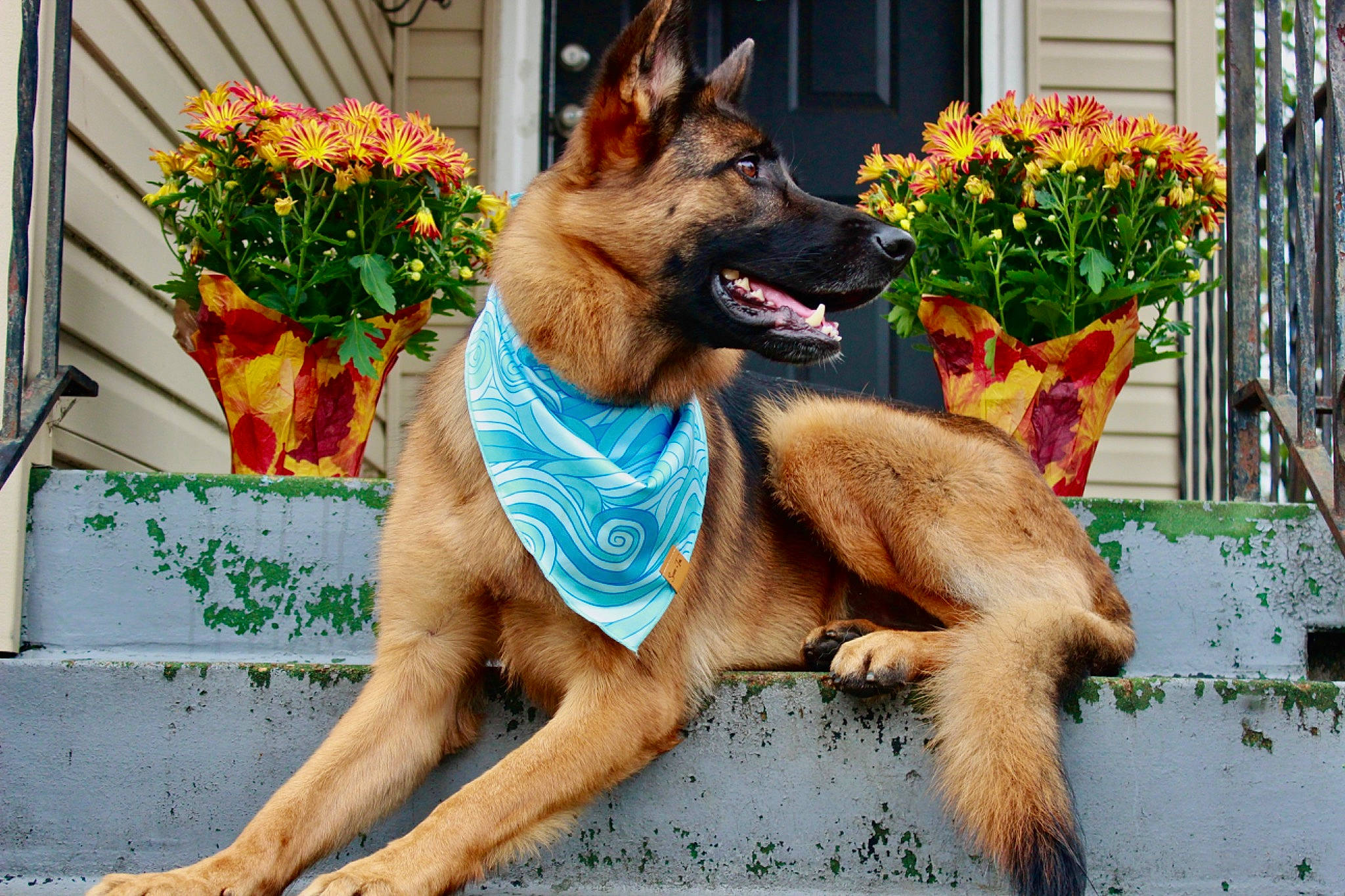 Indra is registered to the contest to win money with this photo: annual_plant, carnivore, collar, companion_dog, dog, dog_breed, dog_supply, east_european_shepherd, fawn, flower, flowerpot, german_shepherd_dog, houseplant, king_shepherd, old_german_shepherd_dog, plant, snout, tail, window, working_animal