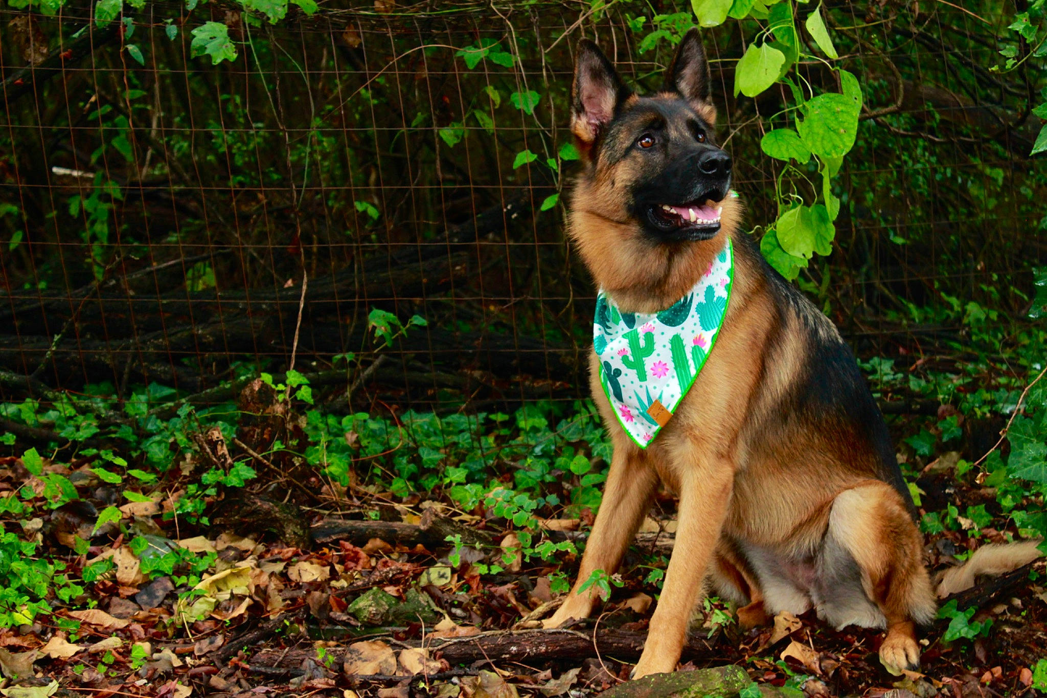 Indra is registered to the contest to win money with this photo: canidae, carnivore, collar, companion_dog, dog, dog_breed, dog_clothes, dog_collar, dog_supply, fawn, grass, liver, plant, snout, sporting_group, tail, terrestrial_animal, toy_dog, whiskers, working_animal