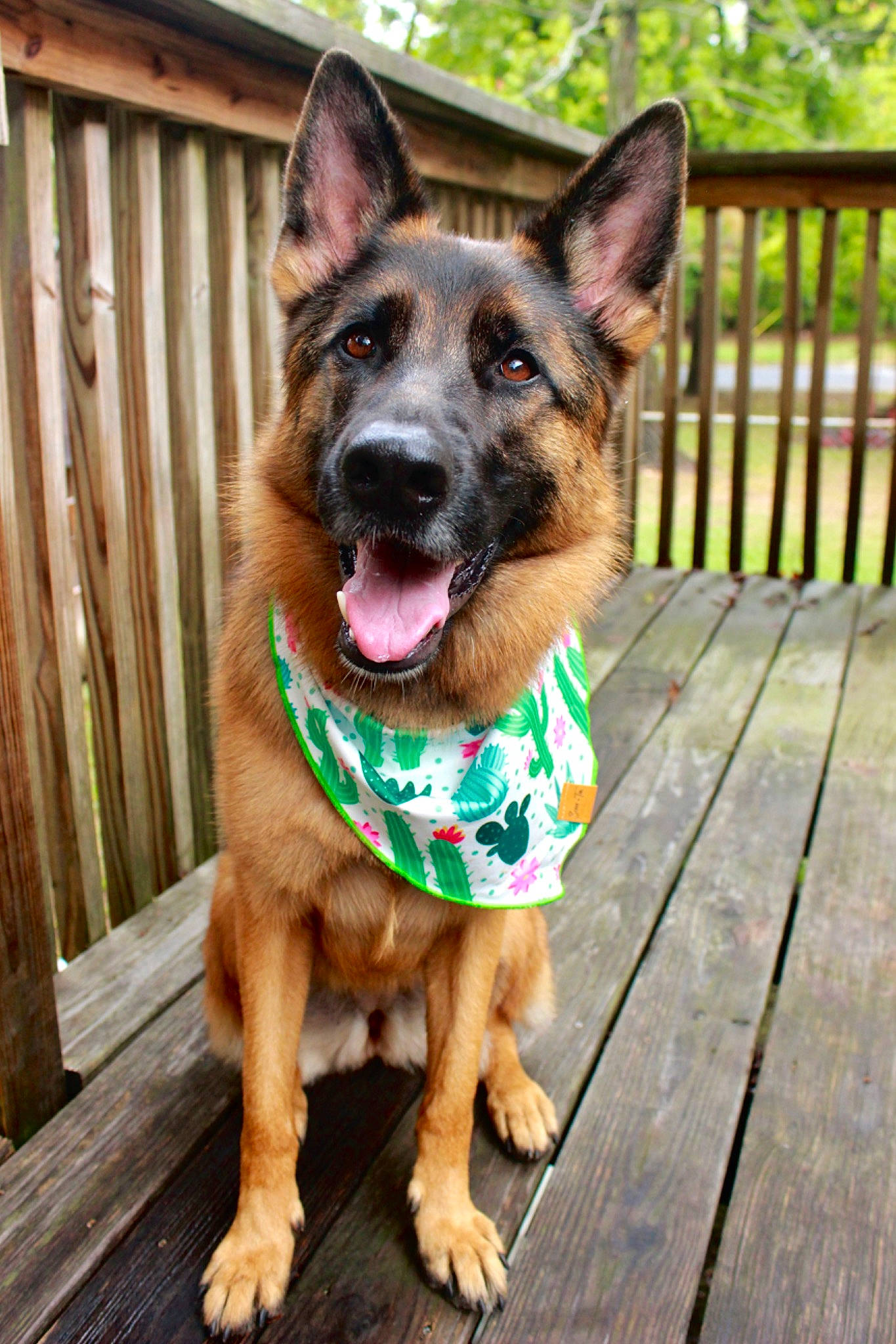 Indra is registered to the contest to win money with this photo: canidae, carnivore, collar, companion_dog, dog, dog_breed, dog_collar, fawn, fence, german_shepherd_dog, herding_dog, leash, old_german_shepherd_dog, plant, snout, sporting_group, whiskers, window, wood, working_animal