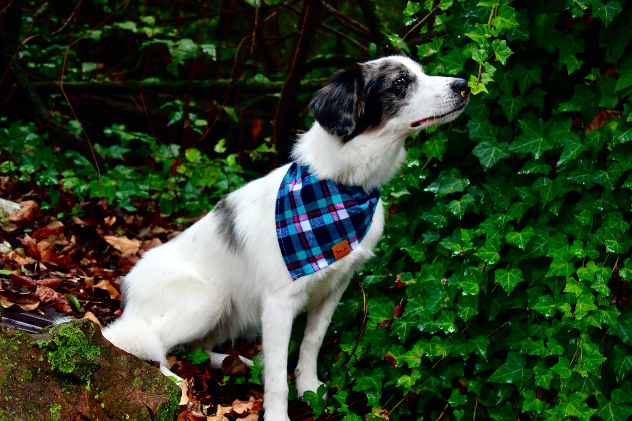 Winry joined the competition — help win amazing prizes! canidae, carnivore, collar, companion_dog, dog, dog_breed, dog_collar, dog_supply, electric_blue, garden, grass, groundcover, herb, leash, plant, snout, sporting_group, tail, working_animal, working_dog