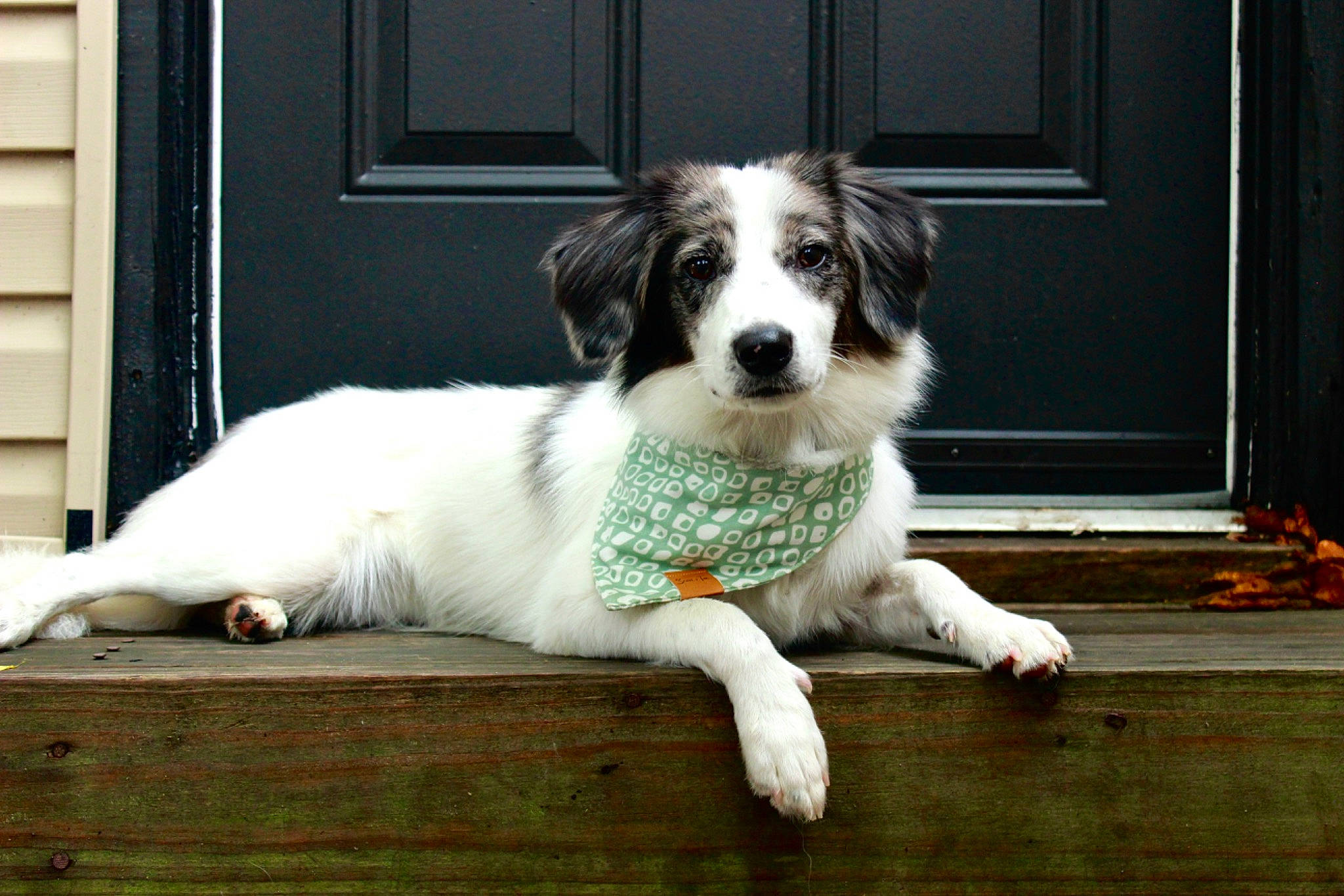 Winry joined the competition — help win amazing prizes! art, bored, canidae, carnivore, companion_dog, dog, dog_breed, door, fur, grass, gun_dog, herding_dog, plant, snout, sporting_group, texas_heeler, working_animal, working_dog