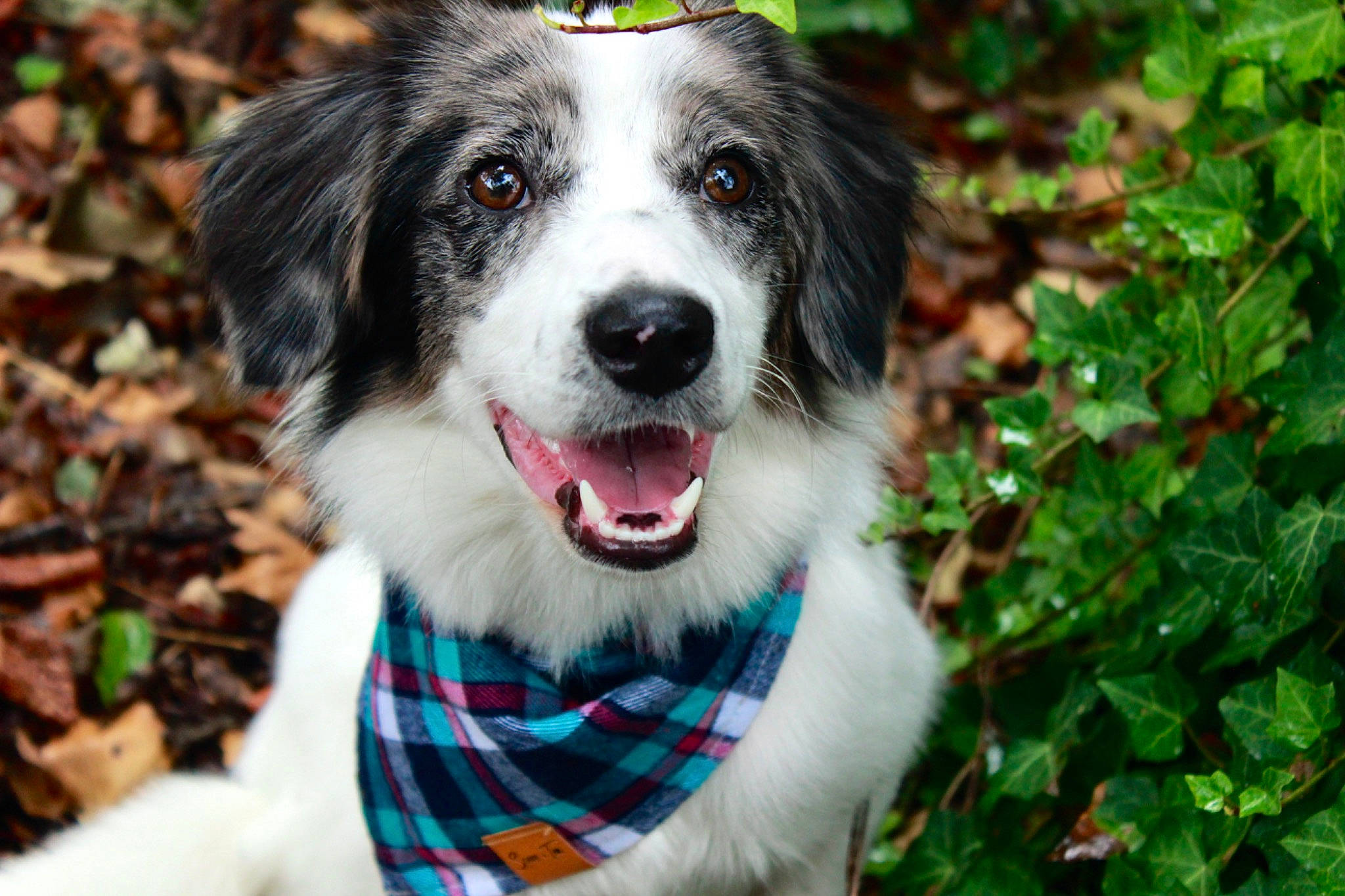 Winry joined the competition — help win amazing prizes! border_collie, canidae, carnivore, companion_dog, dog, dog_breed, fur, grass, green, herding_dog, pattern, plaid, plant, smile, snout, sporting_group, tartan, tree, whiskers, working_dog