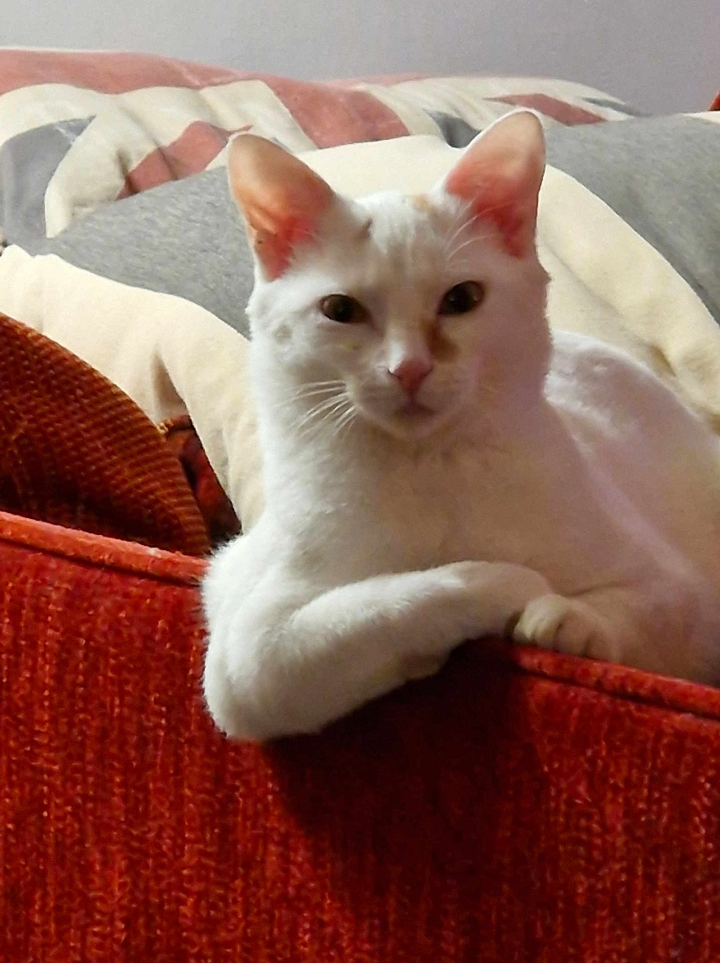 Peanup a rejoint le concours — aidez-le/la à gagner de superbes lots ! cat, white_cat, feline, pet, indoor, couch, furniture, relaxed, paws, ears, whiskers, portrait, animal, domestic, cozy, household, resting, looking, cute, soft_fur