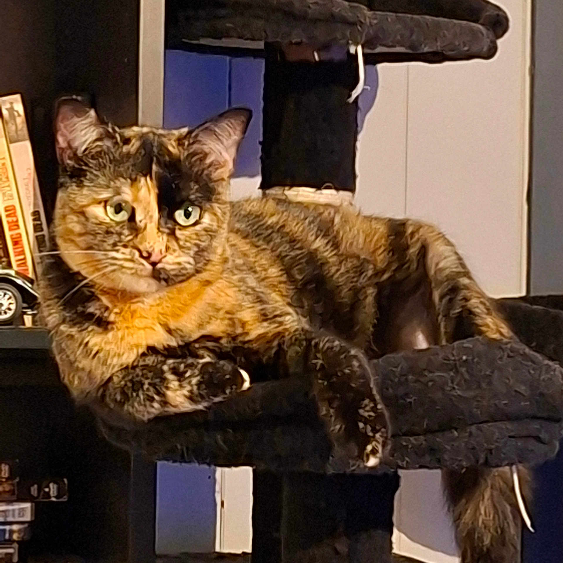 Freya participe au concours pour gagner de l'argent avec cette photo : animal, black_furniture, books, bookshelf, cat, cat_tree, curious, domestic_animal, ears, feline, fur, household, indoor, lounging, paws, pet, relaxed, tail, tortoiseshell, whiskers