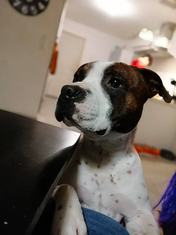 Omer participe au concours pour gagner de l'argent avec cette photo : american_bulldog, american_pit_bull_terrier, american_staffordshire_terrier, canidae, carnivore, dog, dog_breed, fawn, mammal, non_sporting_group, pit_bull, snout, sporting_group, staffordshire_bull_terrier, valley_bulldog