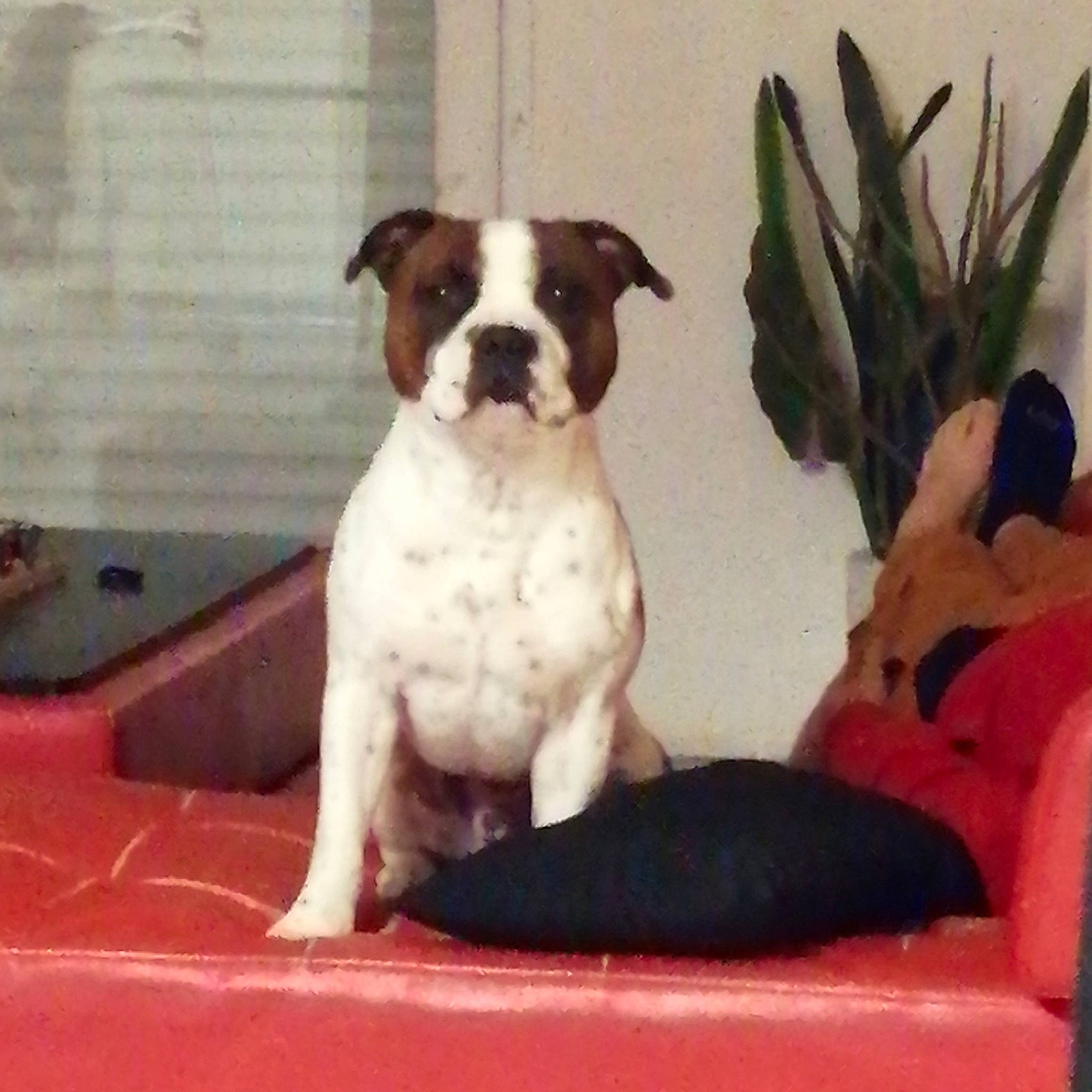 Omer a rejoint le concours — aidez-le/la à gagner de superbes lots ! american_bulldog, american_staffordshire_terrier, boston_terrier, boxer, canidae, carnivore, companion_dog, dog, dog_breed, fawn, french_bulldog, mammal, non_sporting_group, puppy, rare_breed_dog, sporting_group, staffordshire_bull_terrier, toy_bulldog, valley_bulldog, vertebrate