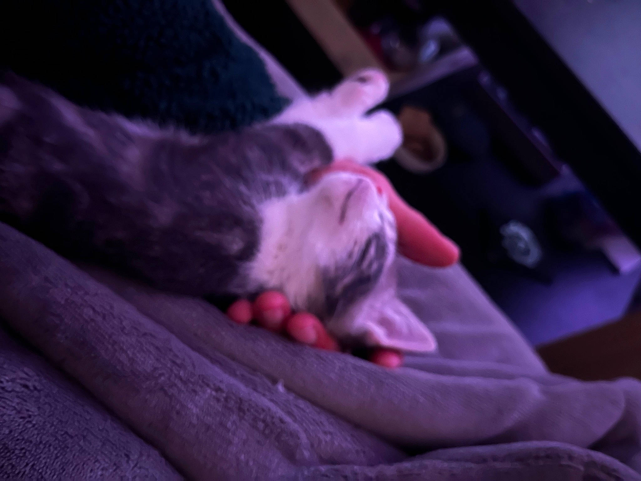 Aki participe au concours pour gagner de l'argent avec cette photo : canidae, carnivore, comfort, companion_dog, darkness, dog_breed, fawn, felidae, fur, grey, human_leg, leg, magenta, paw, purple, small_to_medium_sized_cats, snout, sporting_group, tail, whiskers