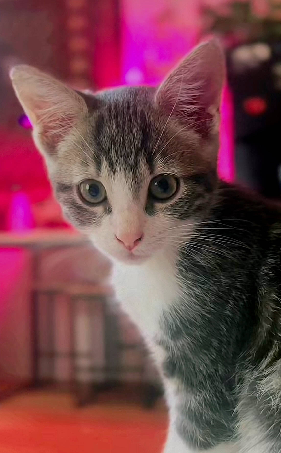 Aki participe au concours pour gagner de l'argent avec cette photo : art, carnivore, cat, collar, curious, domestic_short_haired_cat, felidae, fur, magenta, paw, small_to_medium_sized_cats, snout, whiskers, wildlife