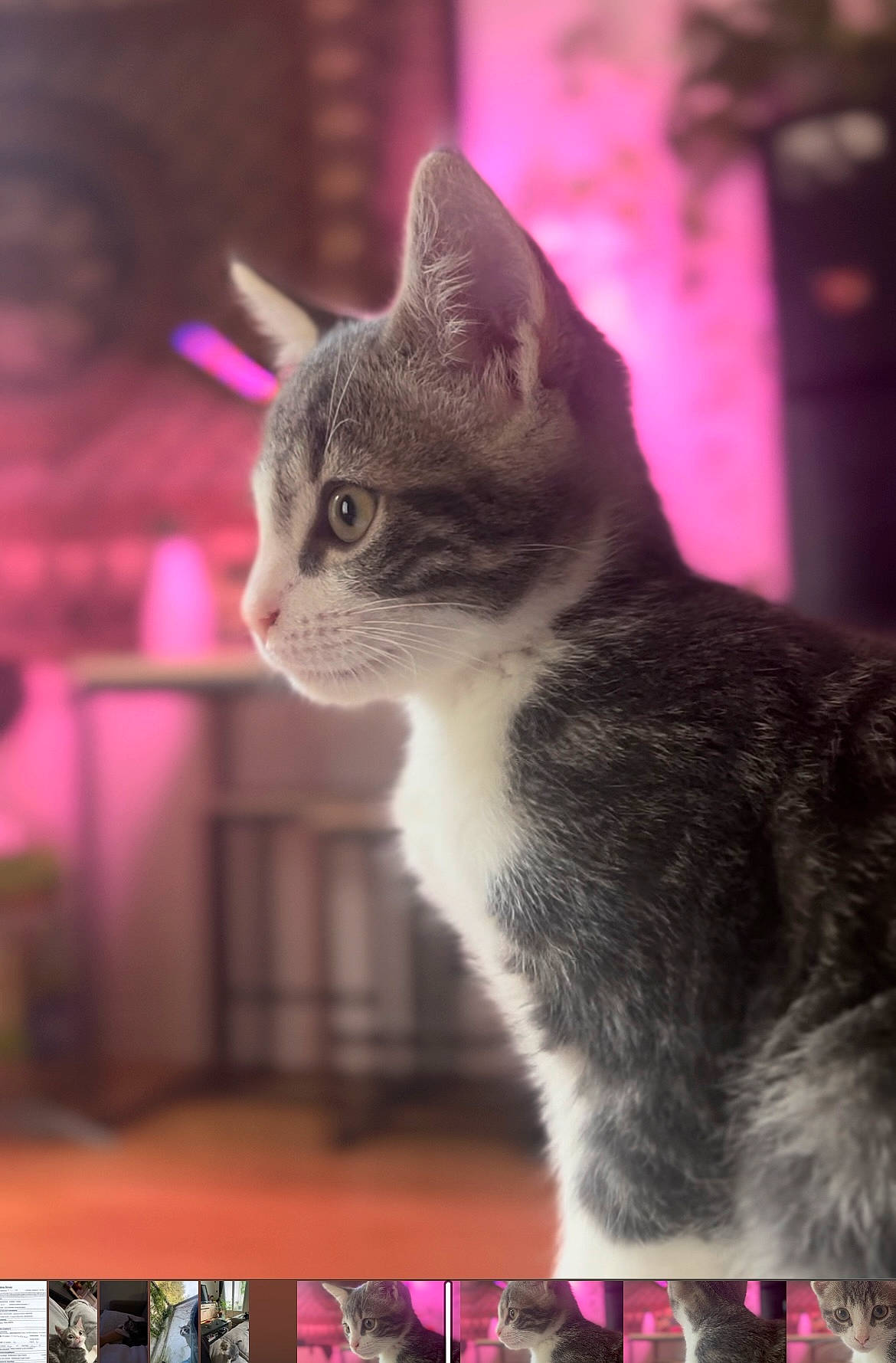 Aki participe au concours pour gagner de l'argent avec cette photo : art, carnivore, cat, cat_supply, domestic_short_haired_cat, event, felidae, fur, magenta, paw, pet_supply, photo_caption, pink, plant, small_to_medium_sized_cats, snout, tail, whiskers