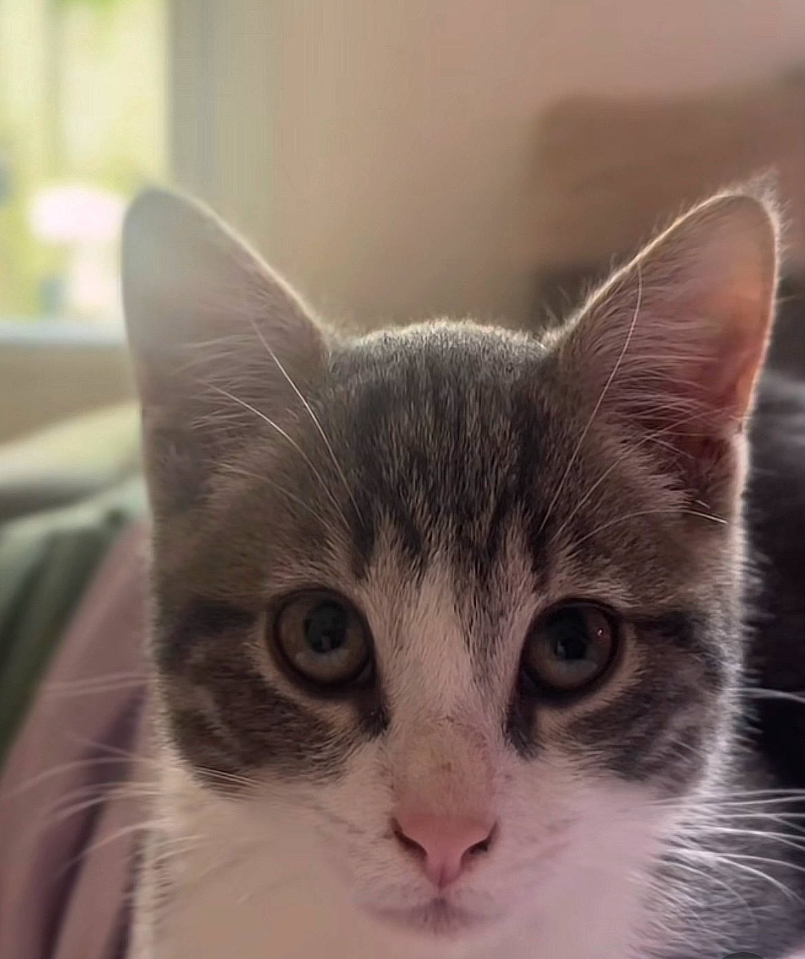 Aki participe au concours pour gagner de l'argent avec cette photo : carnivore, cat, domestic_short_haired_cat, ear, eye, felidae, fur, monochrome_photography, paw, small_to_medium_sized_cats, snout, whiskers, window