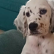 Olaf participe au concours pour gagner de l'argent avec cette photo : dog, puppy, white, black_spots, couch, indoor, pet, animal, closeup, fur, ears, nose, face, relaxed, home, domestic_animal, canine, young_dog, seated, resting