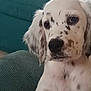 dog, puppy, white, black_spots, couch, indoor, pet, animal, closeup, fur, ears, nose, face, relaxed, home, domestic_animal, canine, young_dog, seated, resting