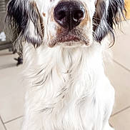 Olaf participe au concours pour gagner de l'argent avec cette photo : alert, animal, black_nose, brown_eyes, canine, close_up, cute, dog, floppy_ears, front_view, home, indoors, long_hair, pet, photography, portrait, sitting, speckled_fur, tile_floor, white_fur