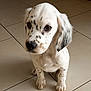 Olaf participe au concours pour gagner de l'argent avec cette photo : puppy, dog, spotted, white_fur, brown_spots, sitting, floor, tile_floor, pet, animal, cute, young_dog, indoor, looking_up, adorable, fur, ears, whiskers, nose, brown_eyes