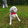 Olaf a rejoint le concours — aidez-le/la à gagner de superbes lots ! dog, puppy, bow_tie, grass, greenery, garden, outdoor, spotted, pet, animal, cute, sitting, nature, small_dog, white_fur, black_spots, decor, gnomes, planter, daylight