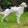 Olaf participe au concours pour gagner de l'argent avec cette photo : animal, backyard, daylight, dog, flowers, garden, grass, greenery, lawn, legs, long_hair, motion, open_mouth, outdoor, pet, running, spotted_coat, tail, tongue, white_dog