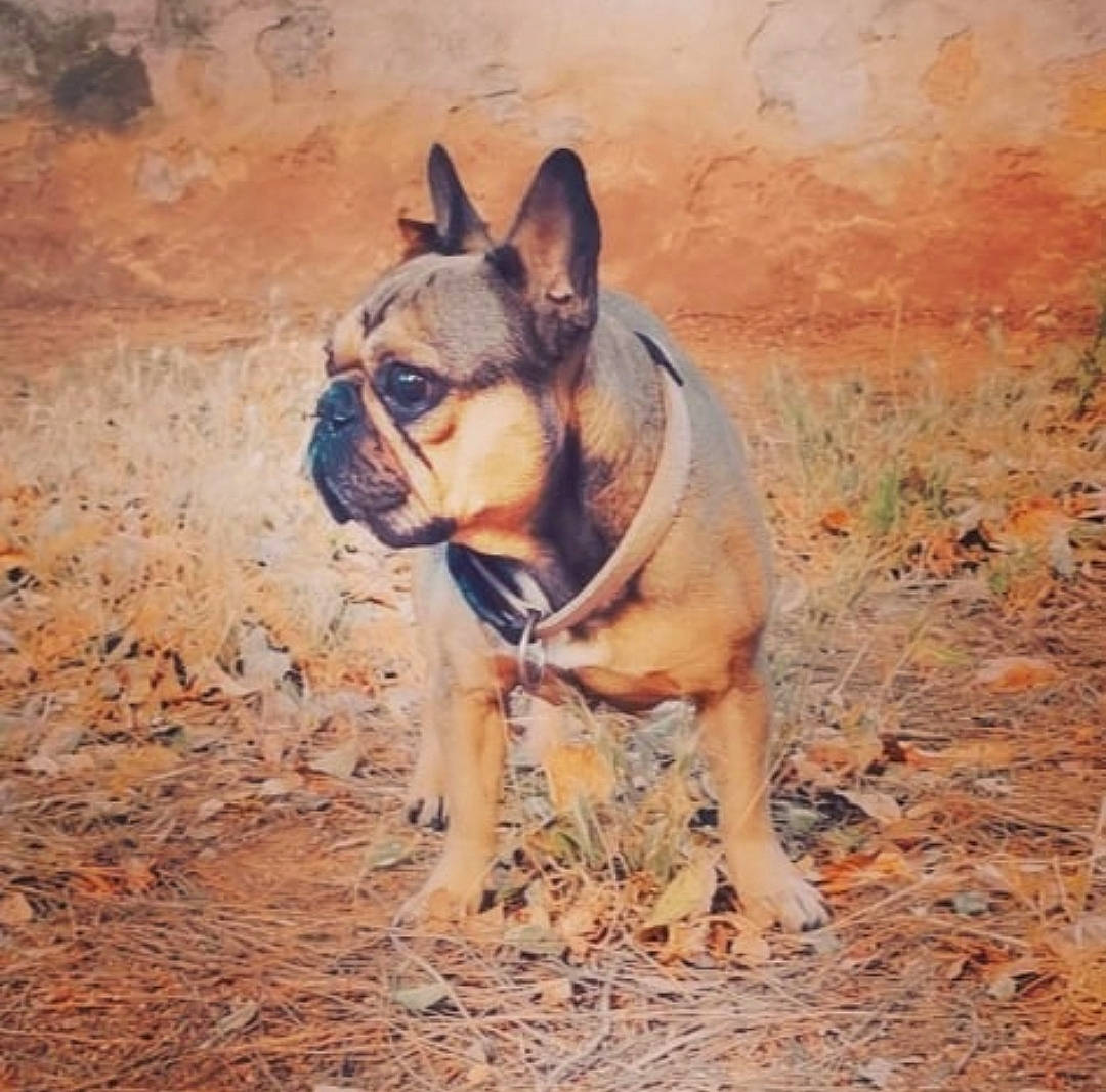 Makao a rejoint le concours — aidez-le/la à gagner de superbes lots ! bulldog, canidae, carnivore, companion_dog, dog, dog_breed, fawn, french_bulldog, landscape, sand, snout, soil, sporting_group, terrestrial_animal, toy_dog, tree, whiskers, wood, working_animal, wrinkle
