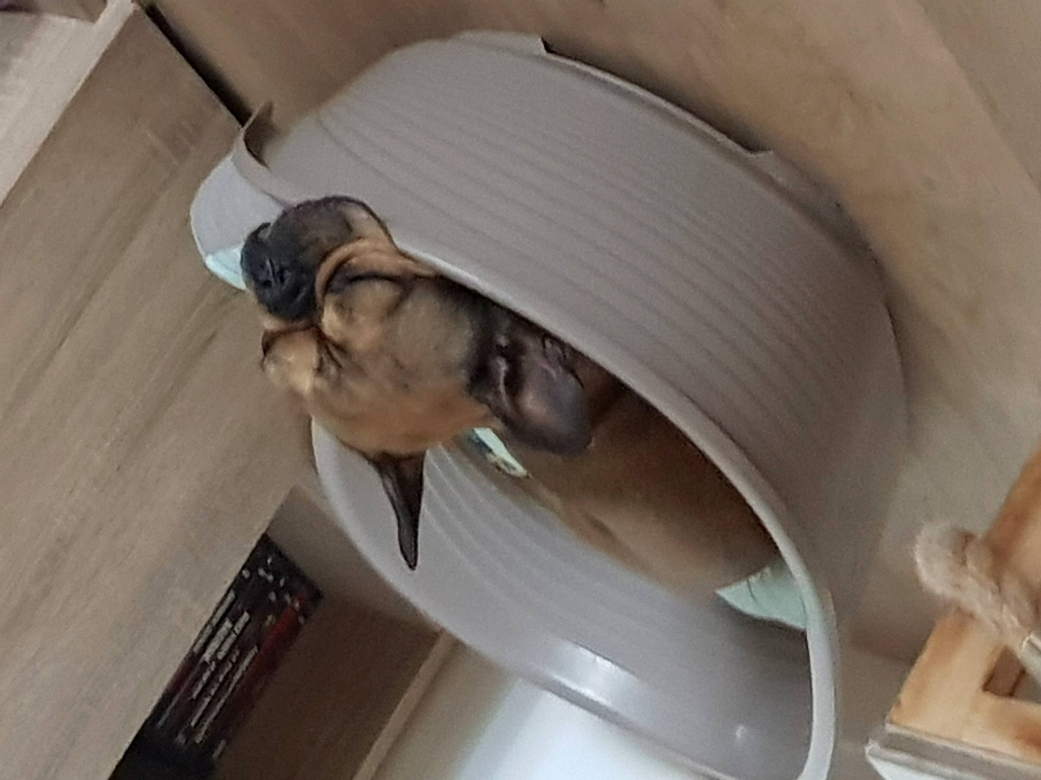 Makao a rejoint le concours — aidez-le/la à gagner de superbes lots ! art, audio_equipment, ceiling, circle, comfort, eyewear, fashion_accessory, flooring, hardwood, hat, helmet, metal, personal_protective_equipment, plywood, propeller, room, sculpture, sombrero, sun_hat, wood