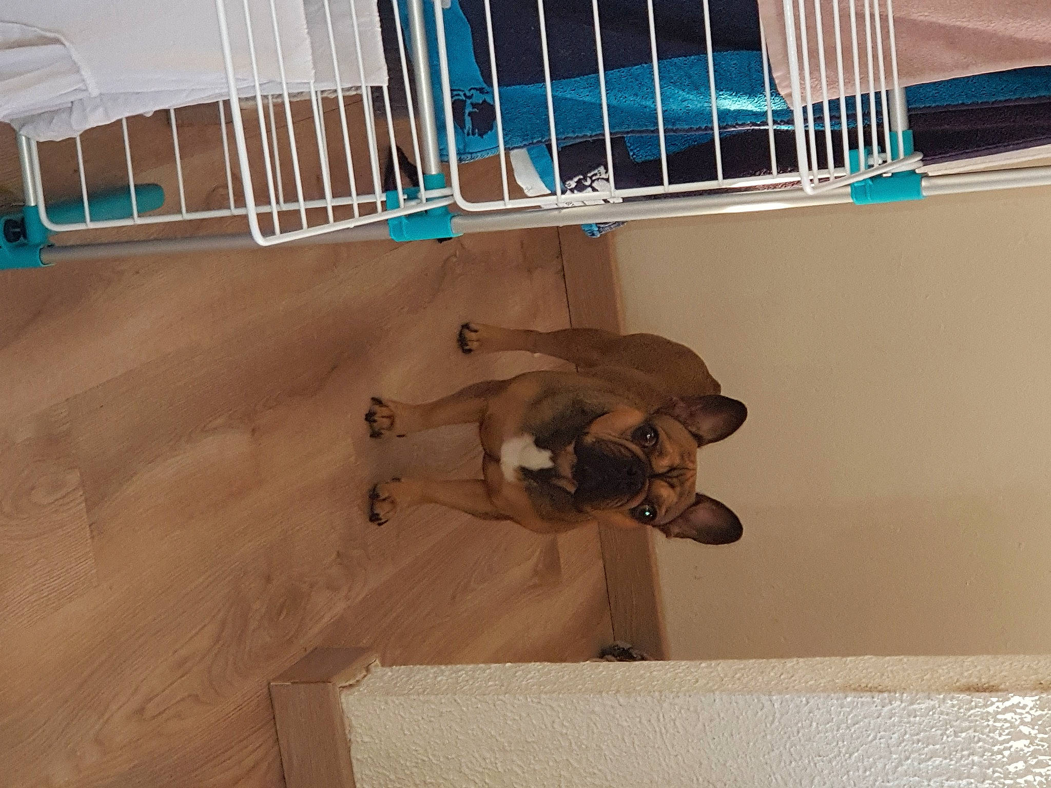 Makao a rejoint le concours — aidez-le/la à gagner de superbes lots ! baluster, building, carnivore, ceiling, dog, fawn, floor, flooring, handrail, hardwood, house, metal, pet_supply, plywood, room, stairs, window, wood, wood_flooring, wood_stain